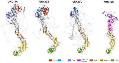 Functional role of UNC13D in immune diseases and its therapeutic applications